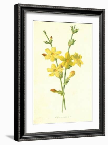 Winter Jasmine-Frederick Edward Hulme-Framed Giclee Print