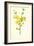 Winter Jasmine-Frederick Edward Hulme-Framed Giclee Print