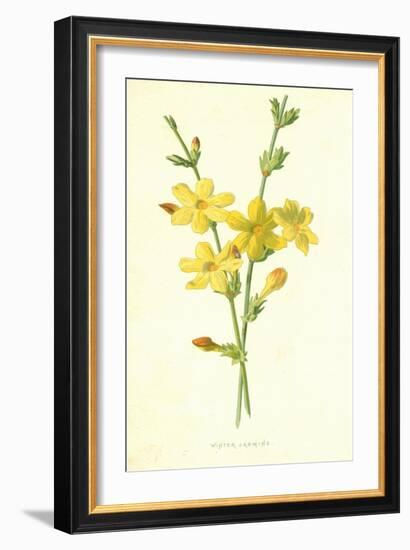 Winter Jasmine-Frederick Edward Hulme-Framed Giclee Print