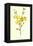 Winter Jasmine-Frederick Edward Hulme-Framed Premier Image Canvas