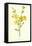 Winter Jasmine-Frederick Edward Hulme-Framed Premier Image Canvas