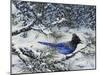 Winter Jay-Jeff Tift-Mounted Giclee Print