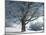 Winter Landscape at Thurner, Black Forest, Baden-Wurttemberg, Germany, Europe-Hans Peter Merten-Mounted Photographic Print