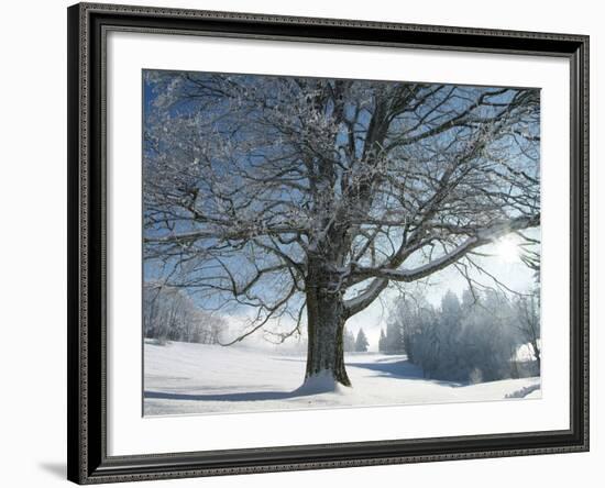 Winter Landscape at Thurner, Black Forest, Baden-Wurttemberg, Germany, Europe-Hans Peter Merten-Framed Photographic Print
