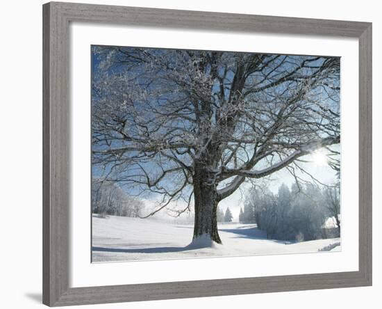 Winter Landscape at Thurner, Black Forest, Baden-Wurttemberg, Germany, Europe-Hans Peter Merten-Framed Photographic Print