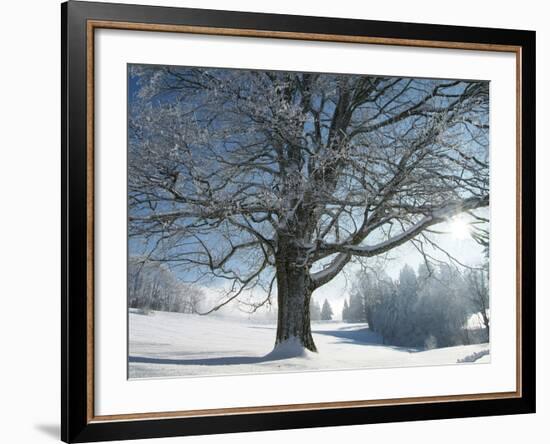 Winter Landscape at Thurner, Black Forest, Baden-Wurttemberg, Germany, Europe-Hans Peter Merten-Framed Photographic Print