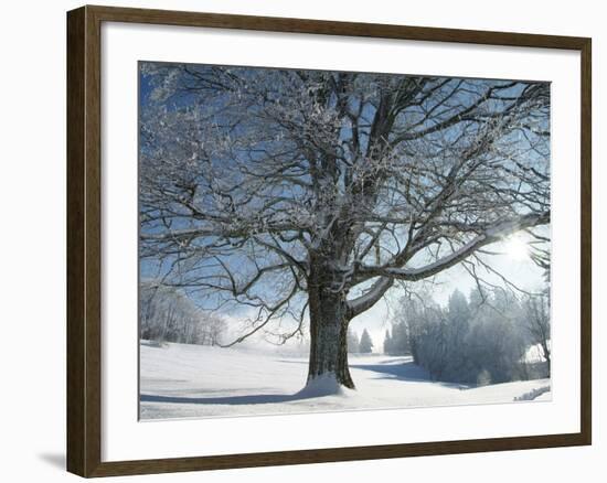 Winter Landscape at Thurner, Black Forest, Baden-Wurttemberg, Germany, Europe-Hans Peter Merten-Framed Photographic Print