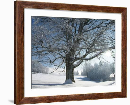 Winter Landscape at Thurner, Black Forest, Baden-Wurttemberg, Germany, Europe-Hans Peter Merten-Framed Photographic Print