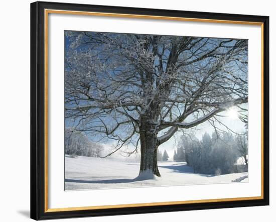 Winter Landscape at Thurner, Black Forest, Baden-Wurttemberg, Germany, Europe-Hans Peter Merten-Framed Photographic Print