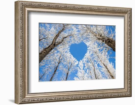 Winter Landscape,Branches Form a Heart-Shaped Pattern-06photo-Framed Premium Photographic Print