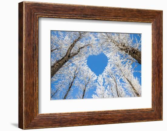 Winter Landscape,Branches Form a Heart-Shaped Pattern-06photo-Framed Premium Photographic Print