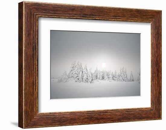 Winter Landscape, Forest, Twilight Series, Nature, Vegetation-Roland T.-Framed Photographic Print