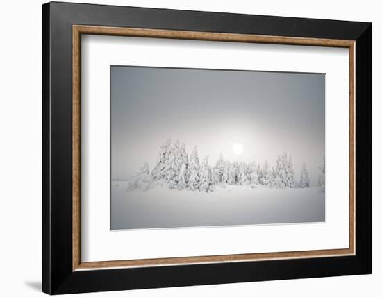 Winter Landscape, Forest, Twilight Series, Nature, Vegetation-Roland T.-Framed Photographic Print