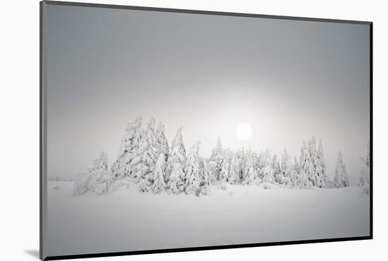 Winter Landscape, Forest, Twilight Series, Nature, Vegetation-Roland T.-Mounted Photographic Print