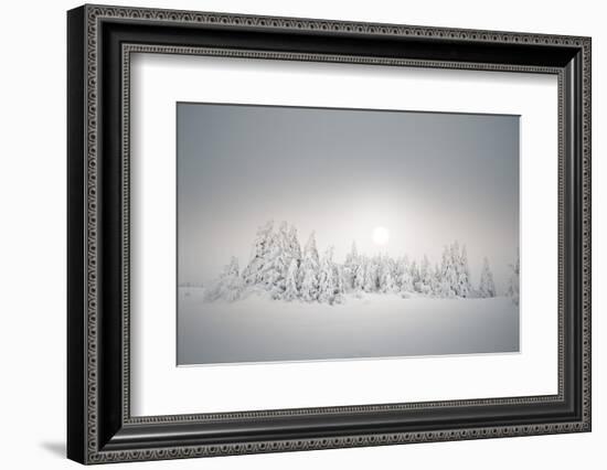 Winter Landscape, Forest, Twilight Series, Nature, Vegetation-Roland T.-Framed Photographic Print