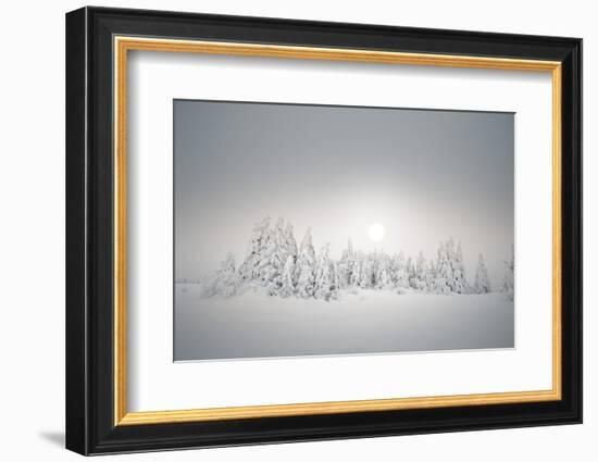 Winter Landscape, Forest, Twilight Series, Nature, Vegetation-Roland T.-Framed Photographic Print