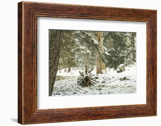 Winter Landscape in Bavaria - Snow-Petra Daisenberger-Framed Photographic Print