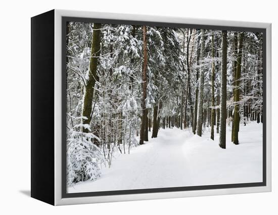 Winter Landscape, Near Koenigsfeld, Black Forest, Baden-Wutttemberg, Germany, Europe-Jochen Schlenker-Framed Premier Image Canvas