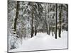 Winter Landscape, Near Koenigsfeld, Black Forest, Baden-Wutttemberg, Germany, Europe-Jochen Schlenker-Mounted Photographic Print