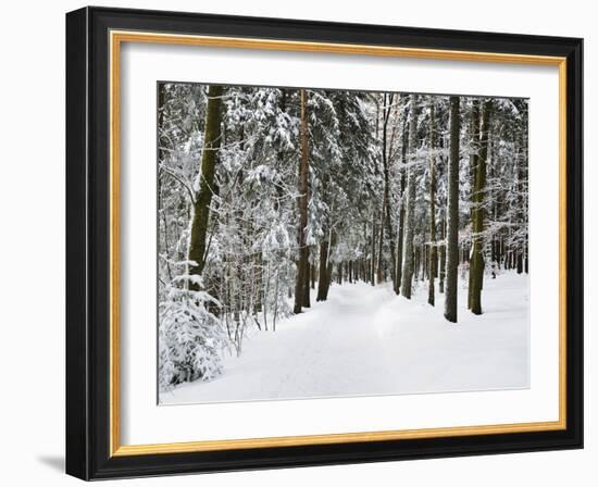 Winter Landscape, Near Koenigsfeld, Black Forest, Baden-Wutttemberg, Germany, Europe-Jochen Schlenker-Framed Photographic Print