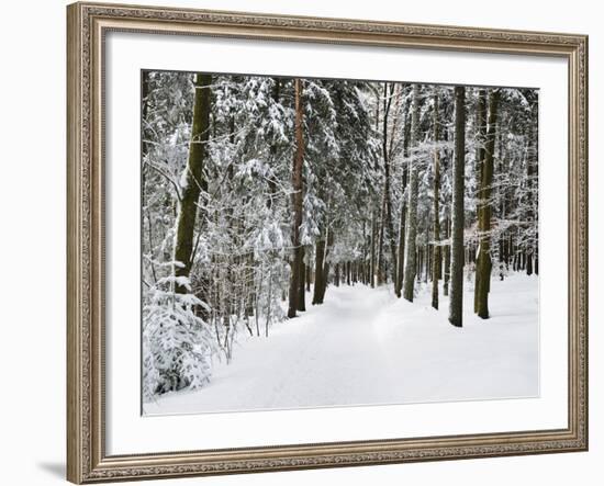 Winter Landscape, Near Koenigsfeld, Black Forest, Baden-Wutttemberg, Germany, Europe-Jochen Schlenker-Framed Photographic Print