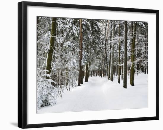 Winter Landscape, Near Koenigsfeld, Black Forest, Baden-Wutttemberg, Germany, Europe-Jochen Schlenker-Framed Photographic Print