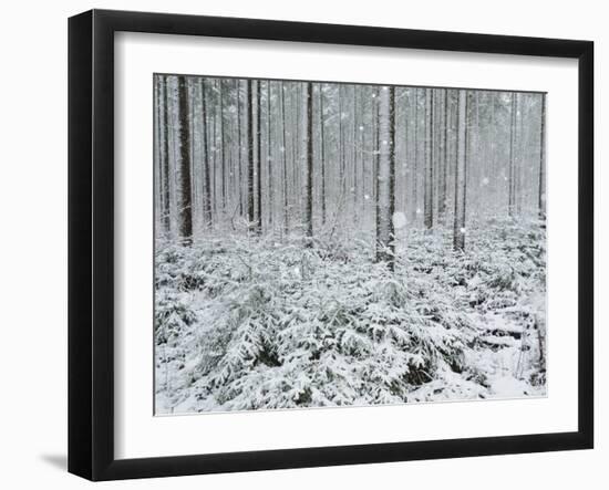 Winter Landscape, Near Villingen-Schwenningen, Black Forest, Baden-Wurttemberg, Germany, Europe-Jochen Schlenker-Framed Photographic Print