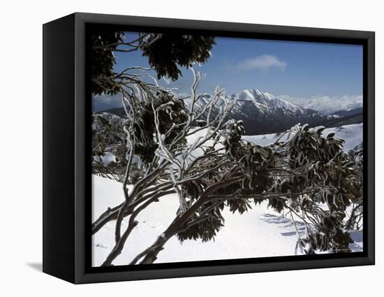 Winter Landscape of Mountains Seen Through Snow-Covered Tree Branches, High Country, Australia-Richard Nebesky-Framed Premier Image Canvas