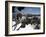 Winter Landscape of Mountains Seen Through Snow-Covered Tree Branches, High Country, Australia-Richard Nebesky-Framed Photographic Print