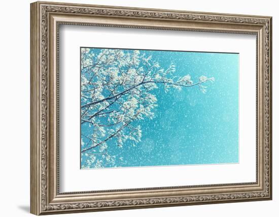 Winter Landscape of Snowy Tree Branches against Colorful Sky during the Snowfall with Free Space Fo-Marina Zezelina-Framed Photographic Print