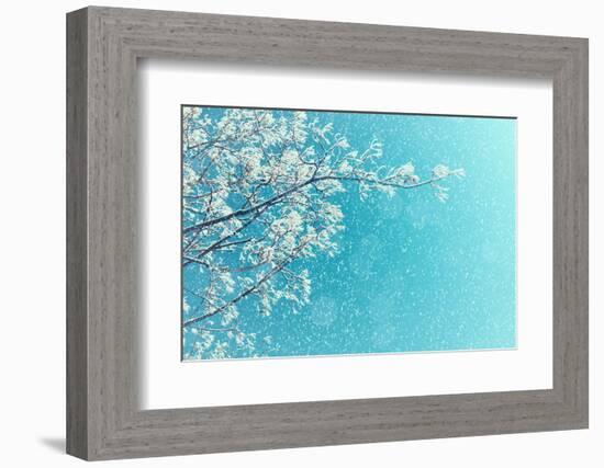 Winter Landscape of Snowy Tree Branches against Colorful Sky during the Snowfall with Free Space Fo-Marina Zezelina-Framed Photographic Print