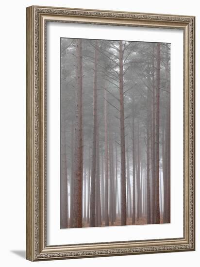 Winter Landscape Rural Scene with Woodland-David Baker-Framed Photographic Print