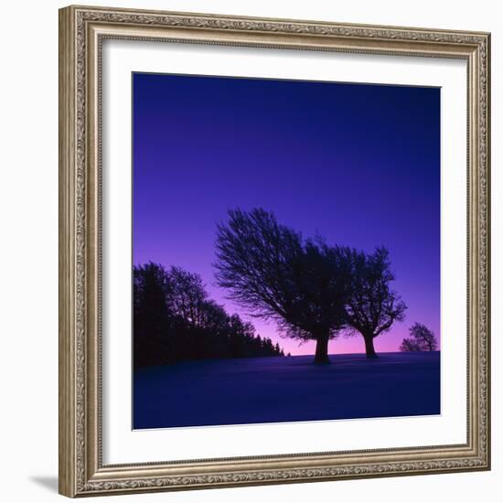 Winter-Landscape, Trees, Red-Beech, Fagus Sylvatica, Twilight-Herbert Kehrer-Framed Photographic Print