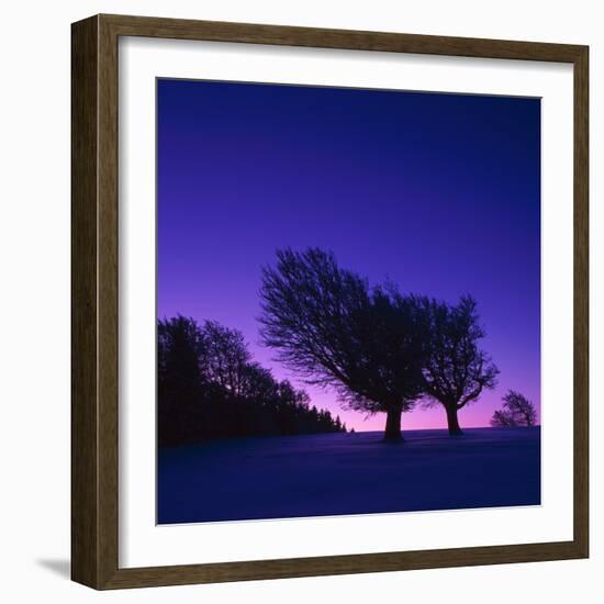 Winter-Landscape, Trees, Red-Beech, Fagus Sylvatica, Twilight-Herbert Kehrer-Framed Photographic Print