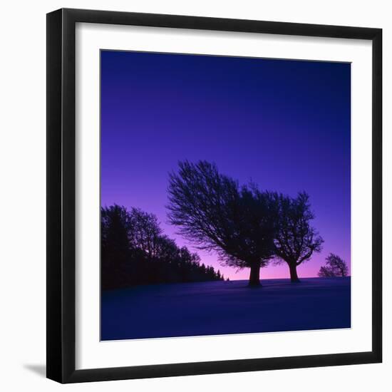 Winter-Landscape, Trees, Red-Beech, Fagus Sylvatica, Twilight-Herbert Kehrer-Framed Photographic Print