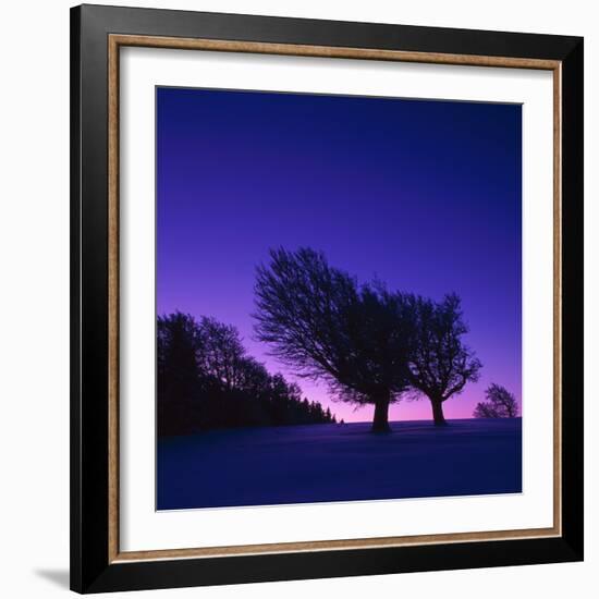 Winter-Landscape, Trees, Red-Beech, Fagus Sylvatica, Twilight-Herbert Kehrer-Framed Photographic Print