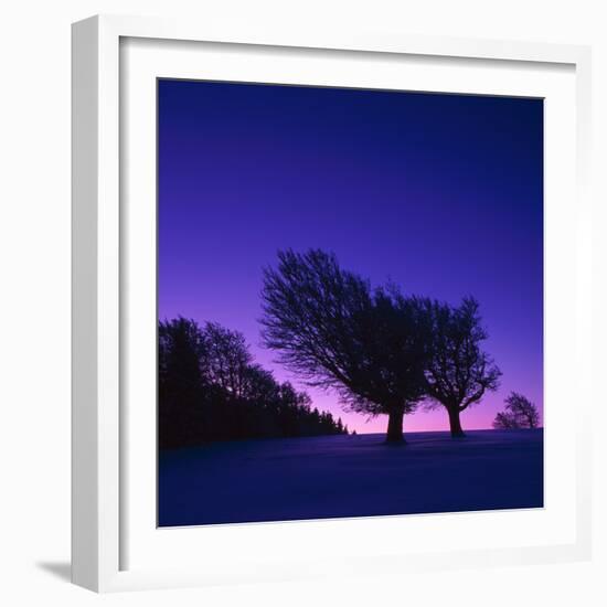 Winter-Landscape, Trees, Red-Beech, Fagus Sylvatica, Twilight-Herbert Kehrer-Framed Photographic Print