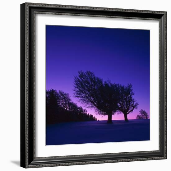 Winter-Landscape, Trees, Red-Beech, Fagus Sylvatica, Twilight-Herbert Kehrer-Framed Photographic Print