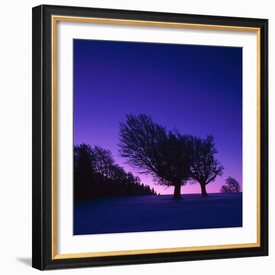 Winter-Landscape, Trees, Red-Beech, Fagus Sylvatica, Twilight-Herbert Kehrer-Framed Photographic Print