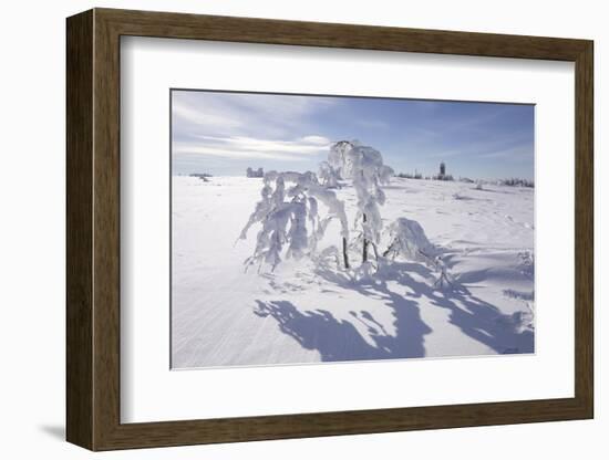 Winter Landscape, Trees, Snow-Covered Germany, Baden-WŸrttemberg, Black Forest-Roland T.-Framed Photographic Print