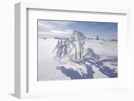 Winter Landscape, Trees, Snow-Covered Germany, Baden-WŸrttemberg, Black Forest-Roland T.-Framed Photographic Print