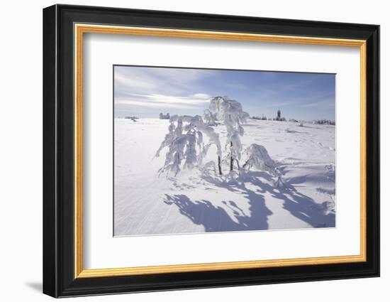Winter Landscape, Trees, Snow-Covered Germany, Baden-WŸrttemberg, Black Forest-Roland T.-Framed Photographic Print