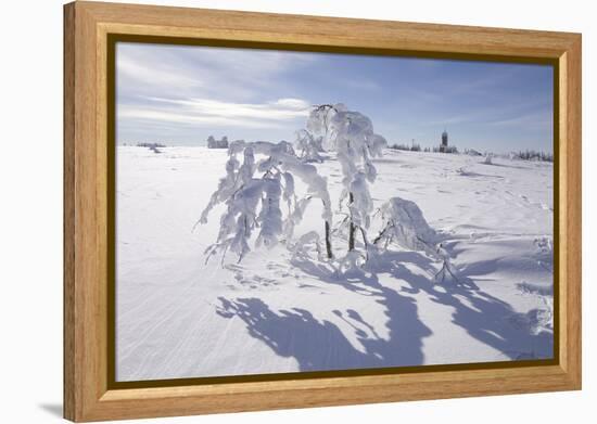 Winter Landscape, Trees, Snow-Covered Germany, Baden-WŸrttemberg, Black Forest-Roland T.-Framed Premier Image Canvas