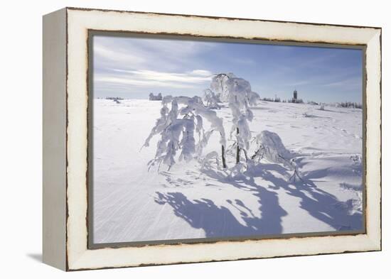 Winter Landscape, Trees, Snow-Covered Germany, Baden-WŸrttemberg, Black Forest-Roland T.-Framed Premier Image Canvas