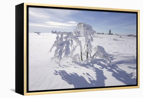 Winter Landscape, Trees, Snow-Covered Germany, Baden-WŸrttemberg, Black Forest-Roland T.-Framed Premier Image Canvas