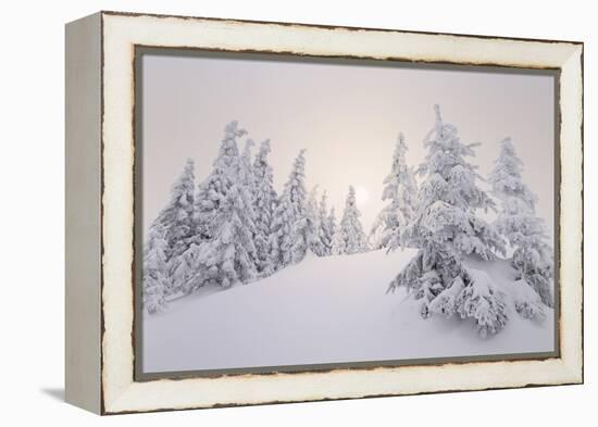 Winter Landscape, Trees, Snow-Covered Series, Nature, Vegetation-Roland T.-Framed Premier Image Canvas