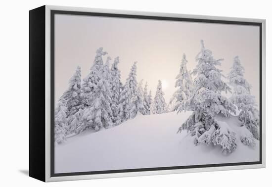 Winter Landscape, Trees, Snow-Covered Series, Nature, Vegetation-Roland T.-Framed Premier Image Canvas