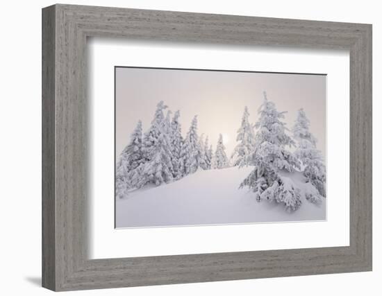 Winter Landscape, Trees, Snow-Covered Series, Nature, Vegetation-Roland T.-Framed Photographic Print