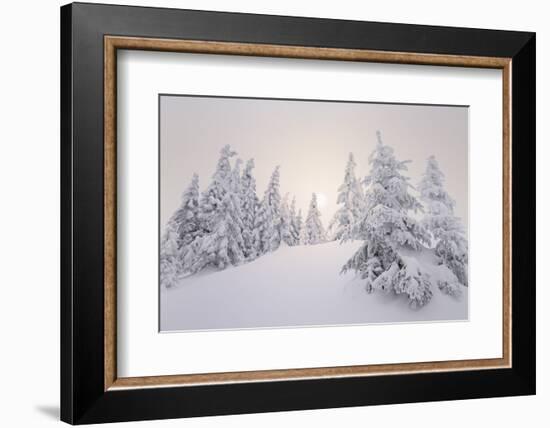 Winter Landscape, Trees, Snow-Covered Series, Nature, Vegetation-Roland T.-Framed Photographic Print