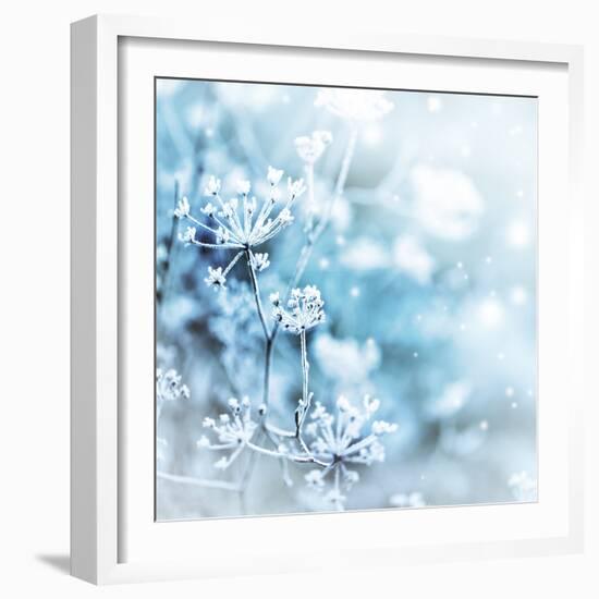 Winter Landscape.Winter Scene .Frozenned Flower-null-Framed Photographic Print